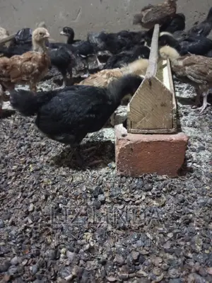 Free Range Local Chickens at One Month 13.