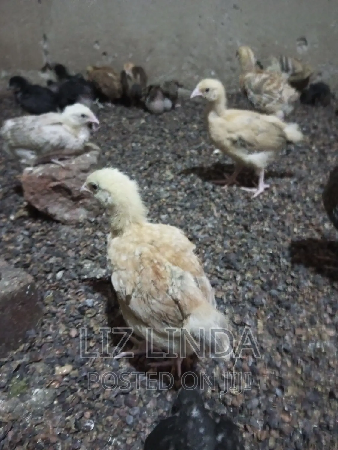 Free Range Kroilers of One Month 16.