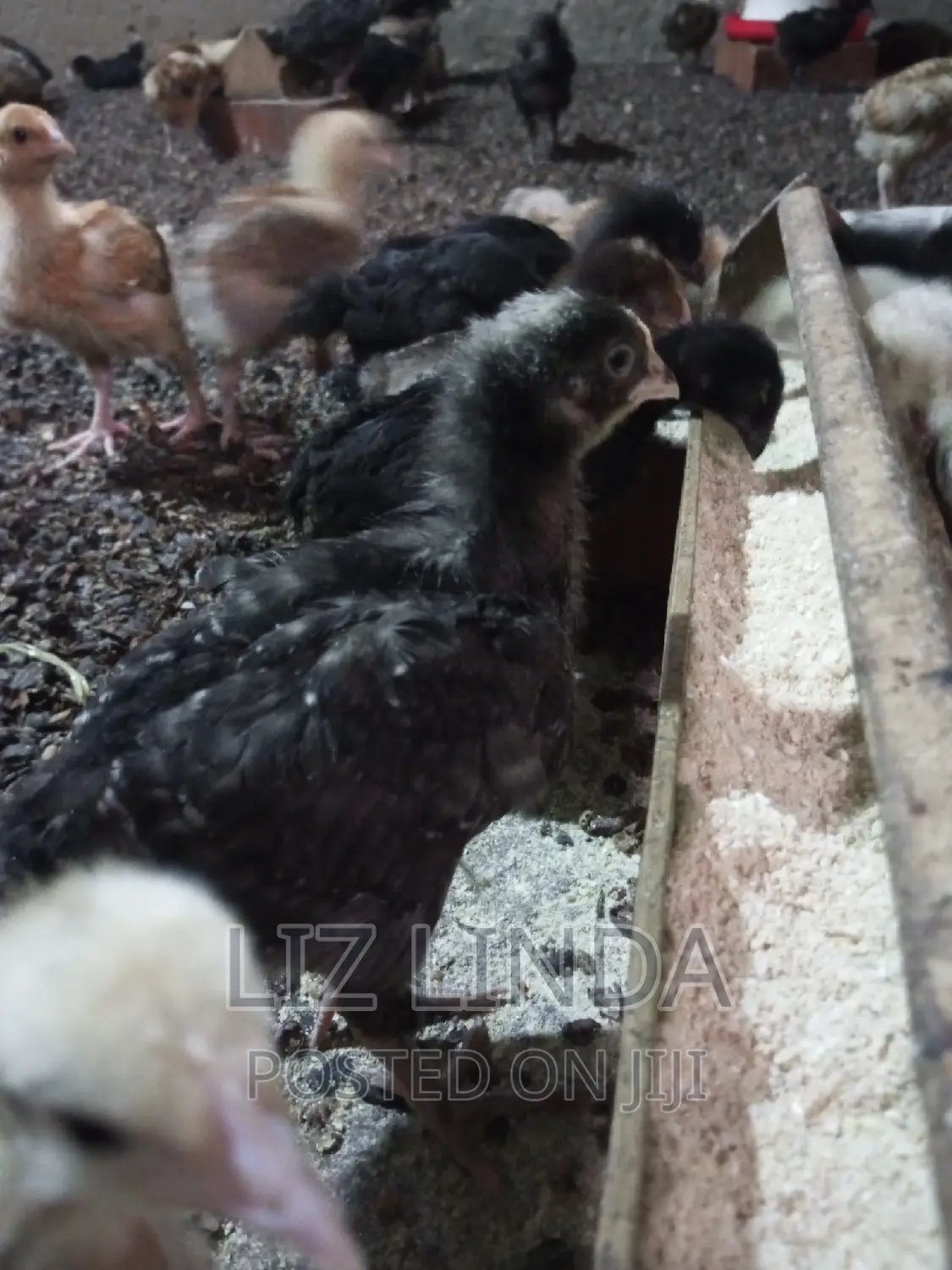 Free Range Different Breeds of Chickens at One Month 20