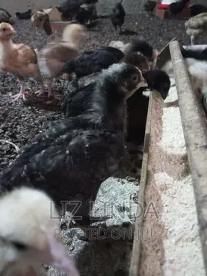 Free Range Different Breeds of Chickens at One Month 20