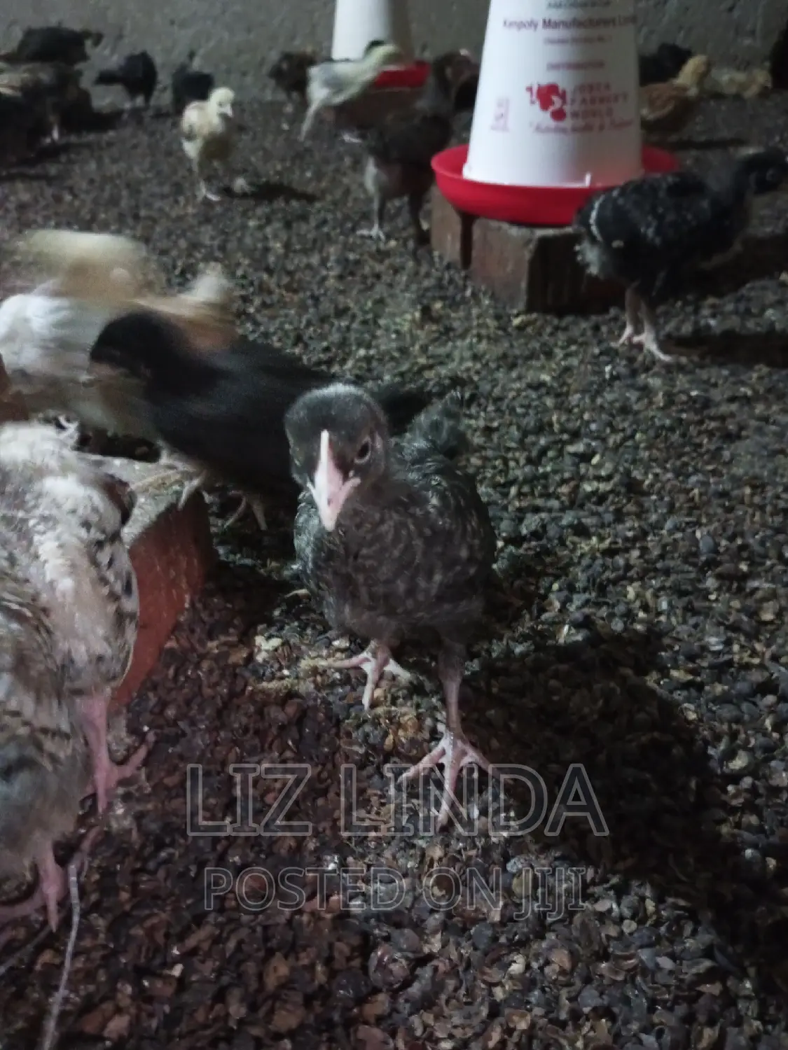 Free Range Different Breeds of Chickens at One Month 22.
