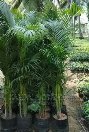 Palm Tree All Types for Sale