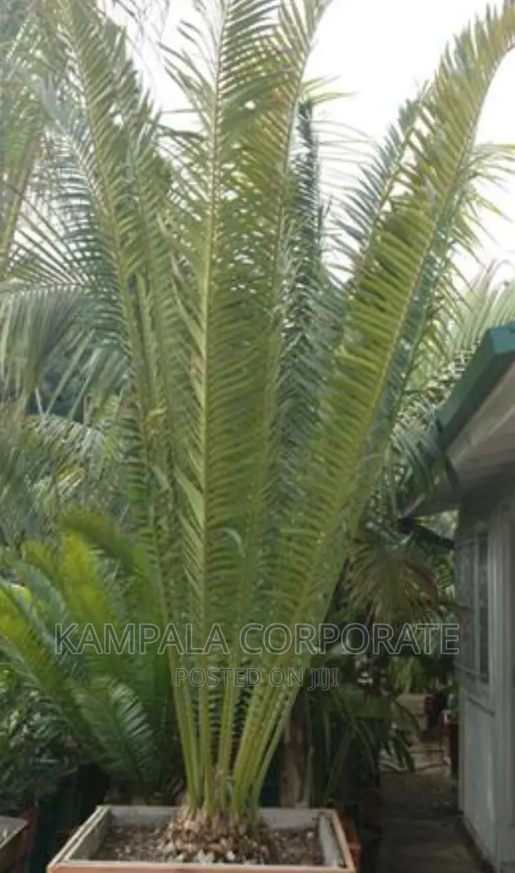Palm Tree All Types for Sale