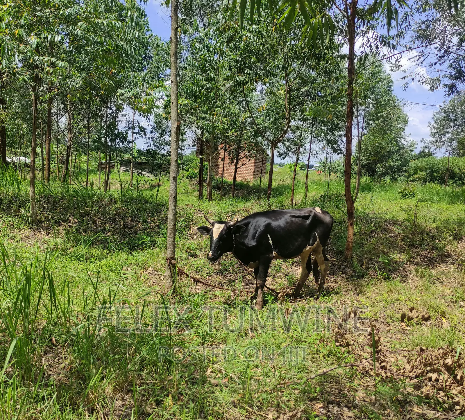 3 Tittled Acres of Land + House