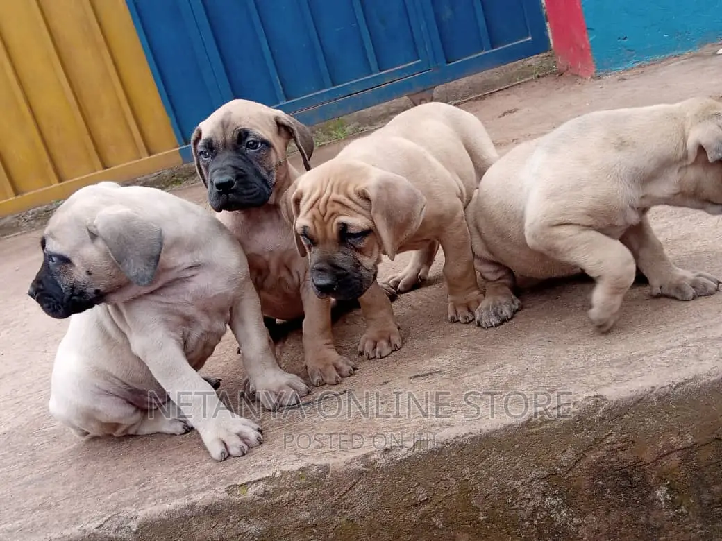 1-3 months Male Purebred Boerboel