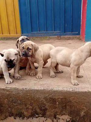 1-3 months Male Purebred Boerboel