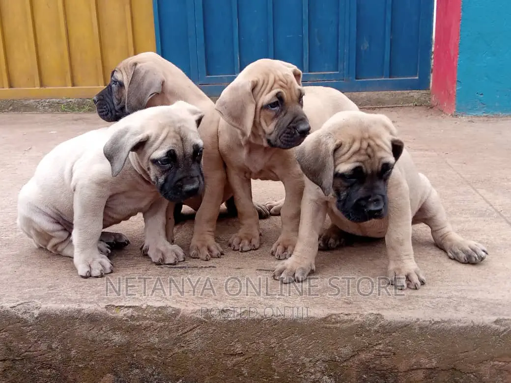 1-3 months Male Purebred Boerboel