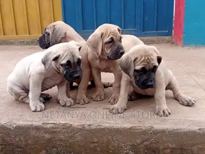 1-3 months Male Purebred Boerboel