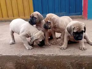 1-3 months Male Purebred Boerboel