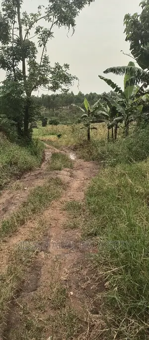 2 Plots Remained 50X100 Just 6M Kalule It Has Water Source