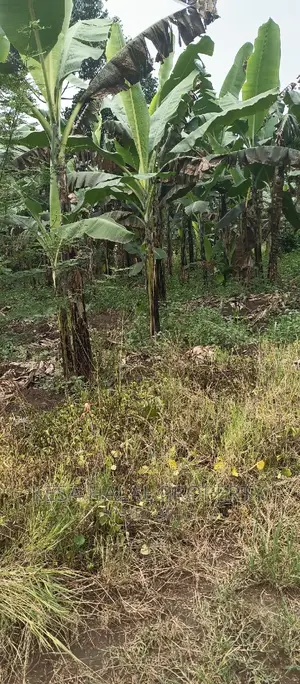 2 Plots Remained 50X100 Just 6M Kalule It Has Water Source