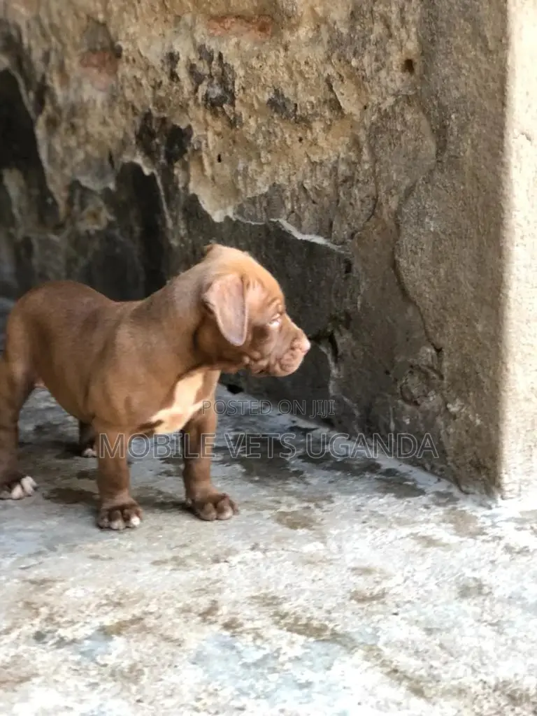 1-3 months Male Purebred American Pit Bull Terrier