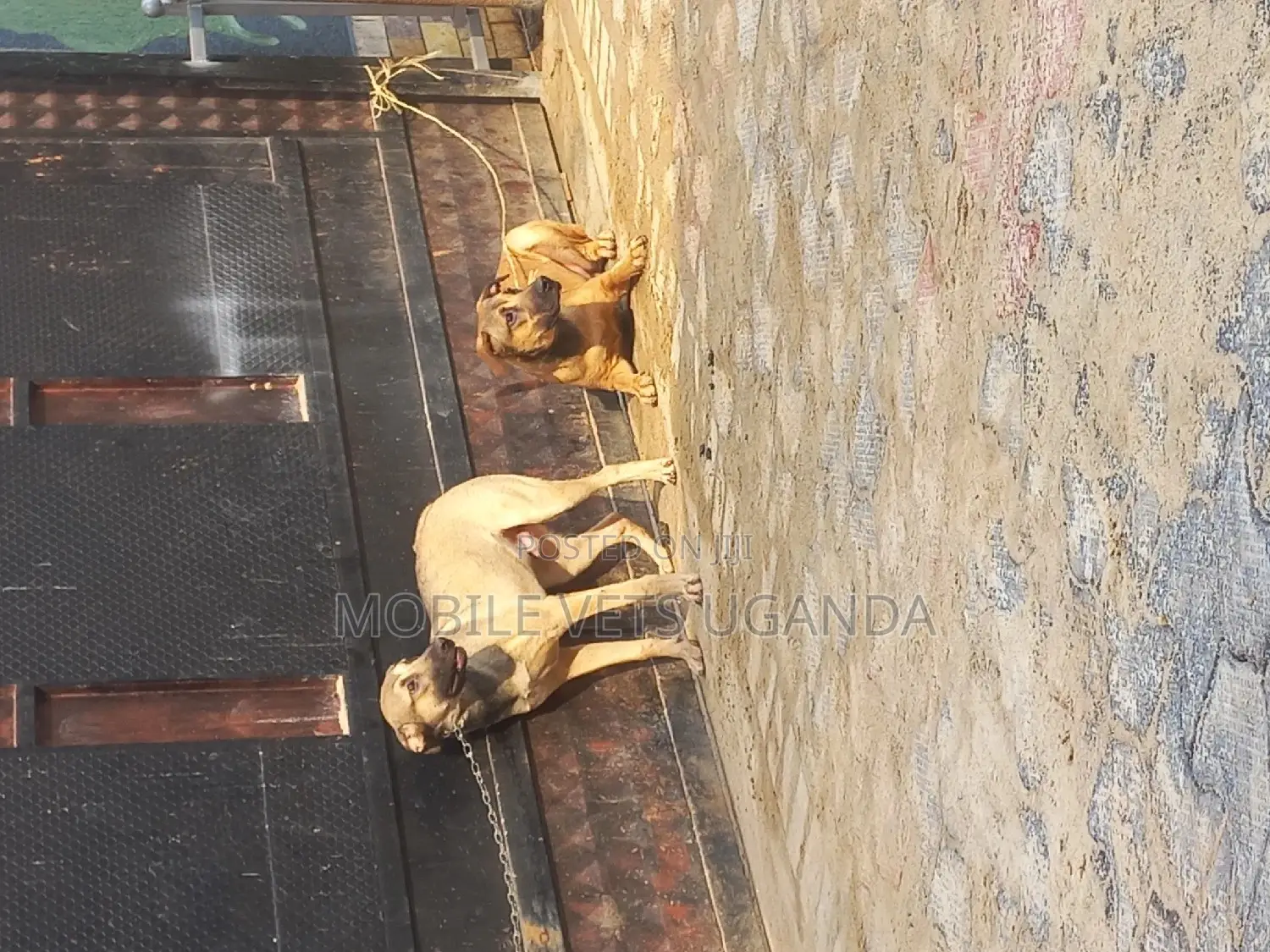 6-12 months Female Purebred Boerboel