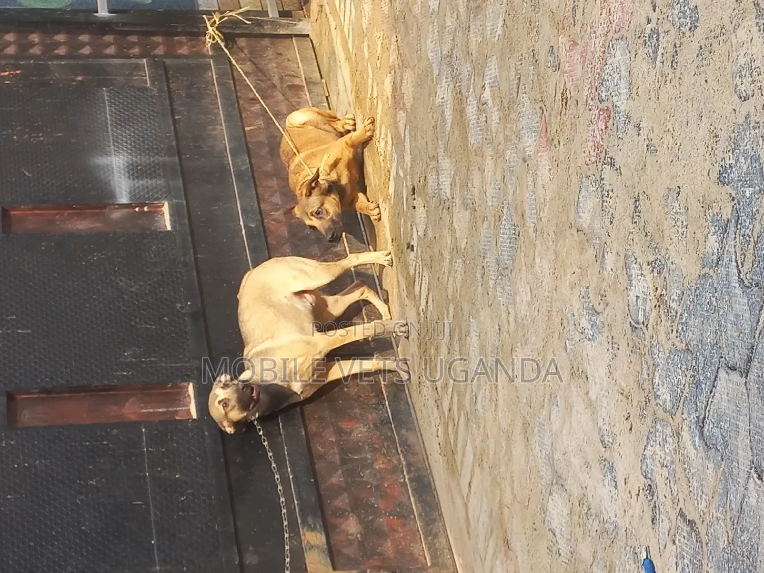 1+ year Male Purebred Boerboel