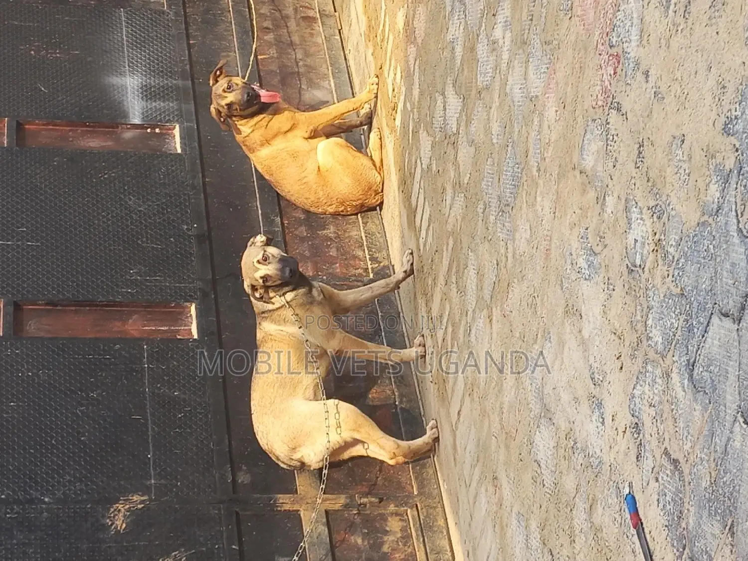 6-12 months Female Purebred Boerboel
