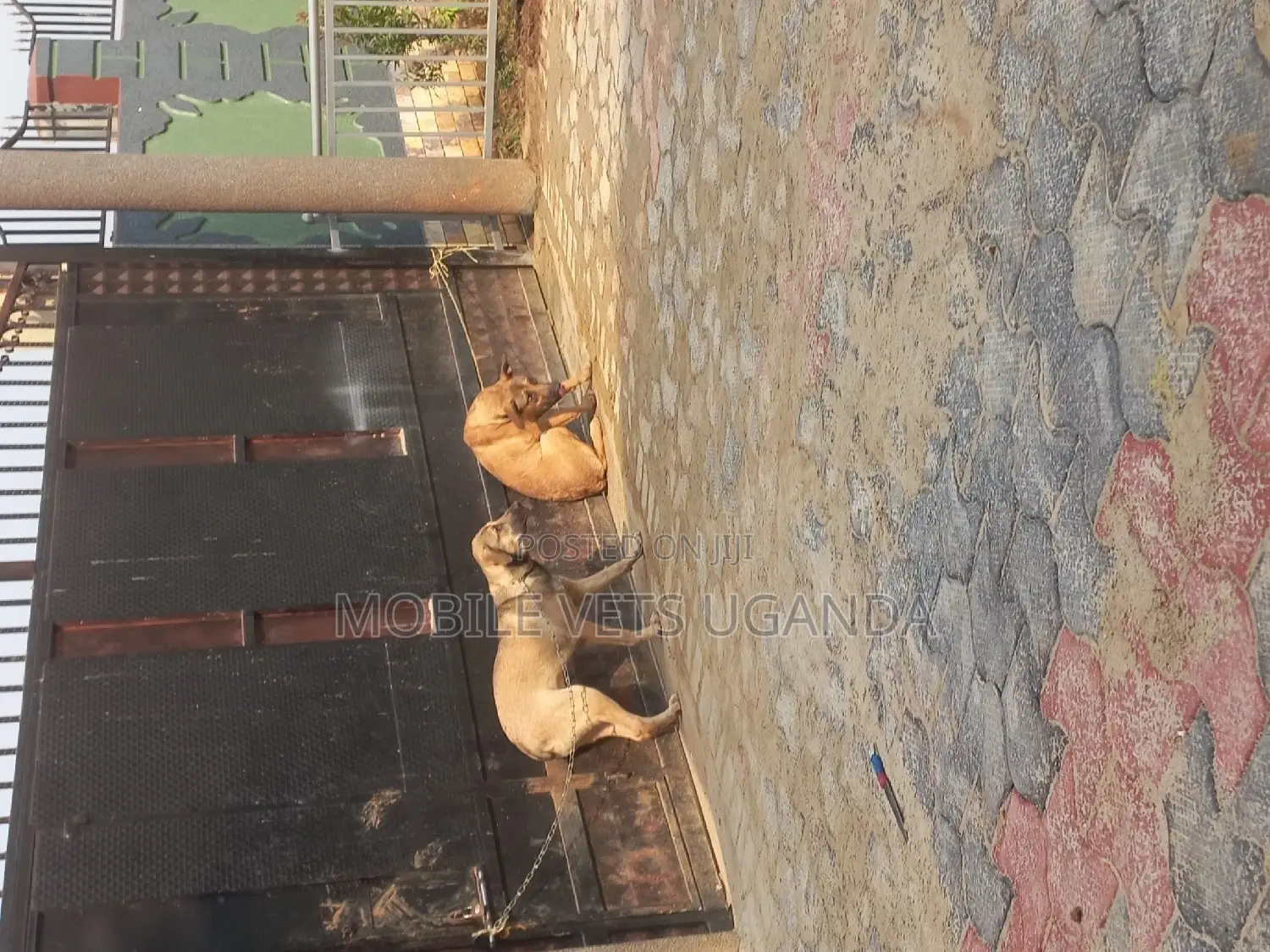3-6 months Male Purebred Boerboel