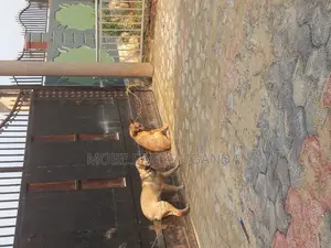 1+ year Male Purebred Boerboel