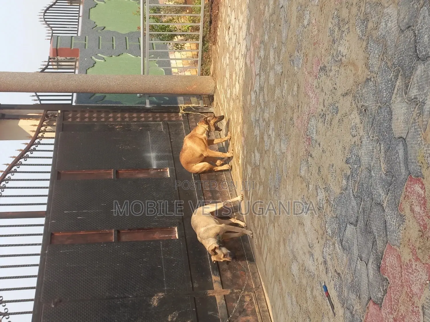 6-12 months Female Purebred Boerboel