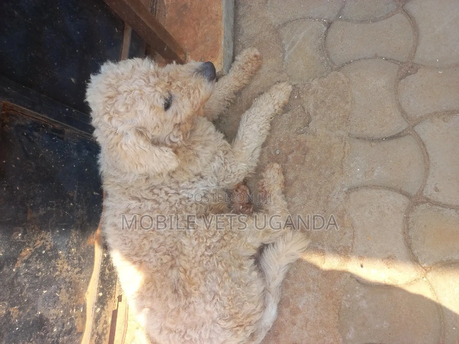 1+ year Female Purebred Maltese
