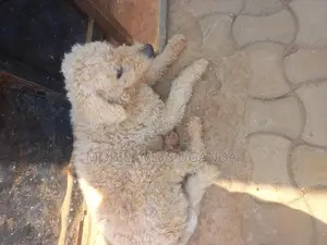 1+ year Female Purebred Maltese