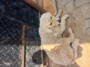 6-12 months Female Purebred Maltese