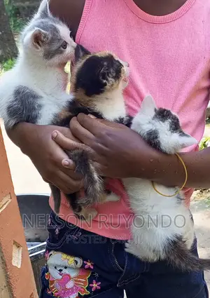 0-1 month Male Mixed Breed Egyptian Mau
