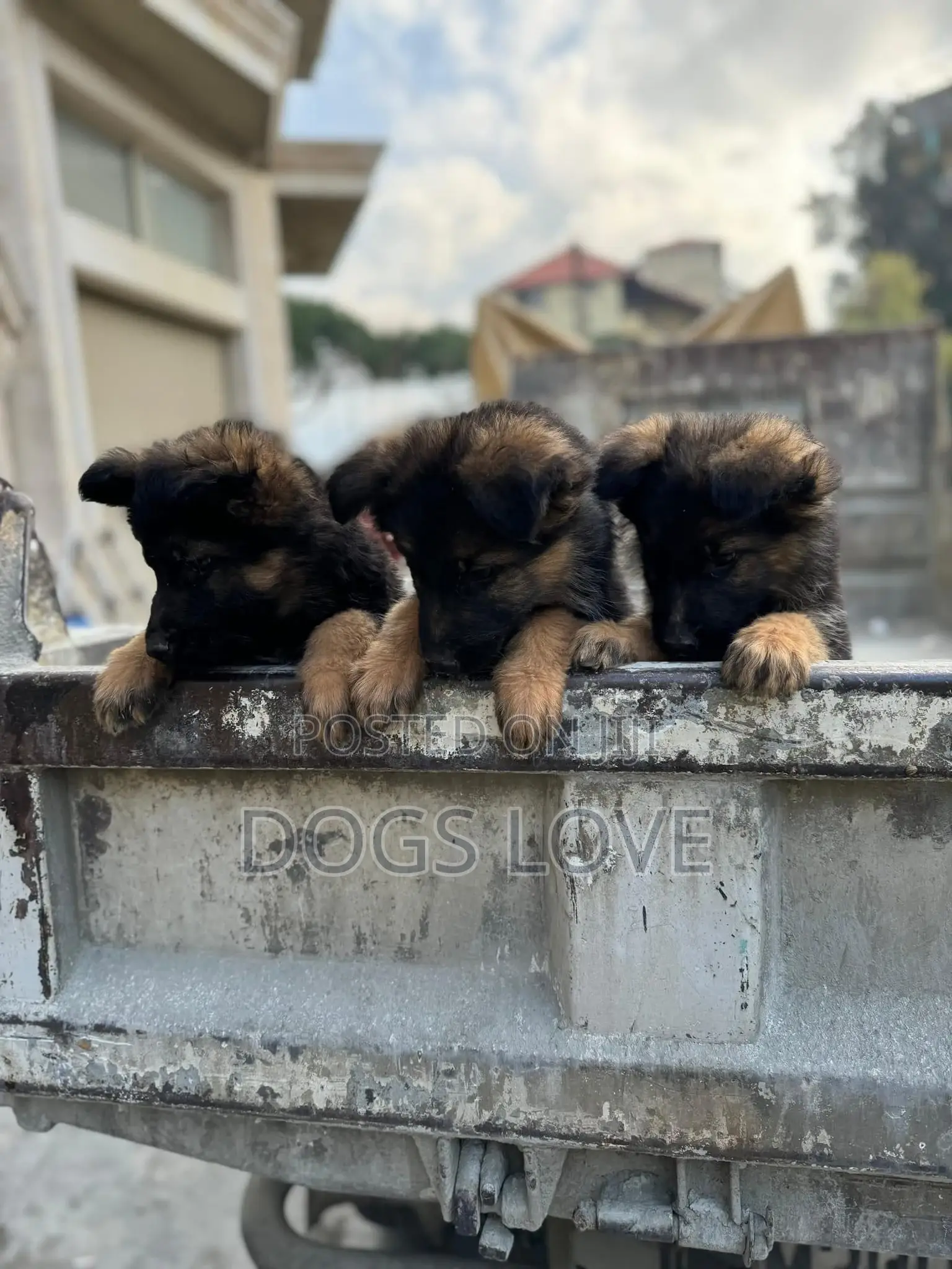 1-3 months Male Purebred German Shepherd