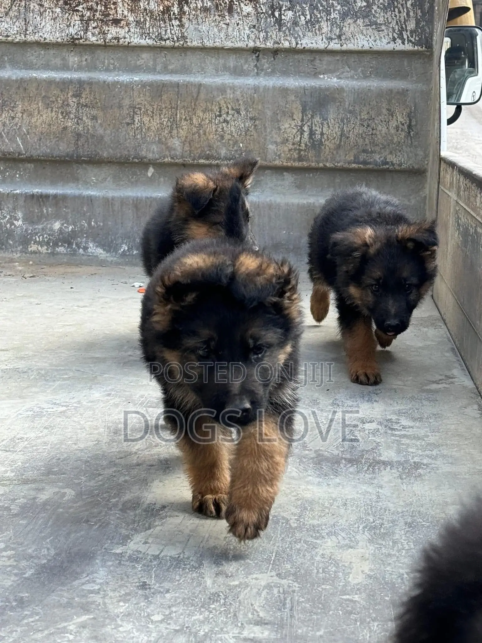 1-3 months Male Purebred German Shepherd