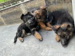 1-3 months Male Purebred German Shepherd