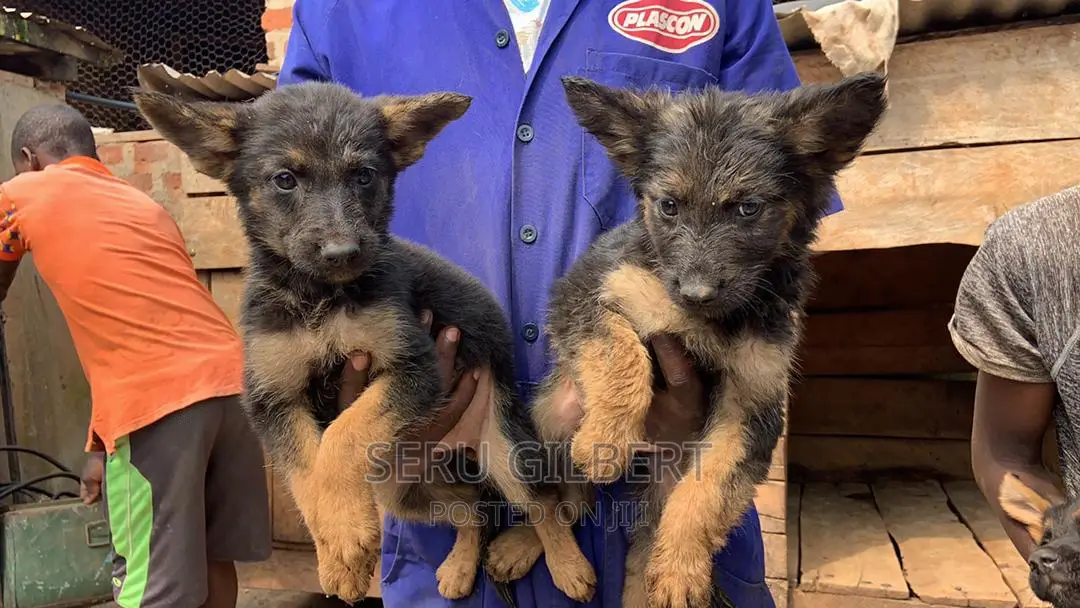 1-3 months Male Purebred German Shepherd