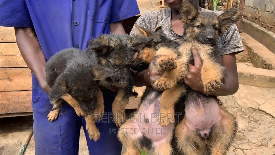 1-3 months Male Purebred German Shepherd