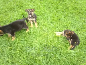1-3 months Male Purebred German Shepherd