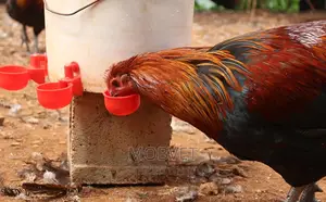 Automatic Chicken Drinkers.