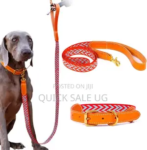 Photo - Dog Lish With Collar