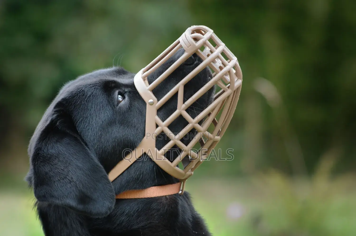 Fibre Basket Dog Muzzle