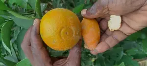 South African Pixie Orange Seedlings for Sale