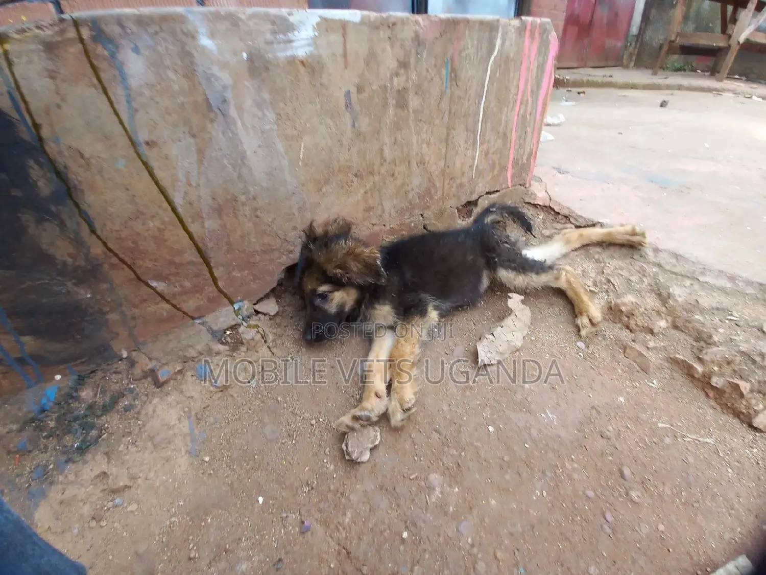3-6 months Male Purebred German Shepherd