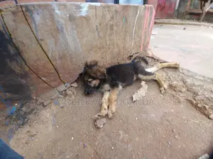 3-6 months Male Purebred German Shepherd