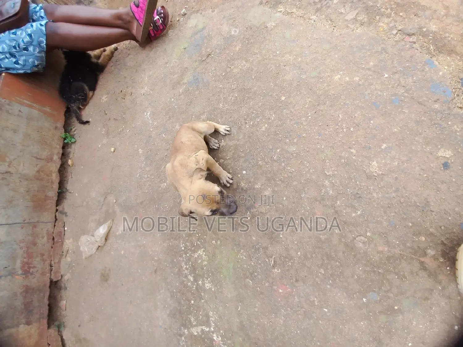 1-3 months Female Purebred Boerboel