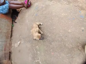 1-3 months Female Purebred Boerboel