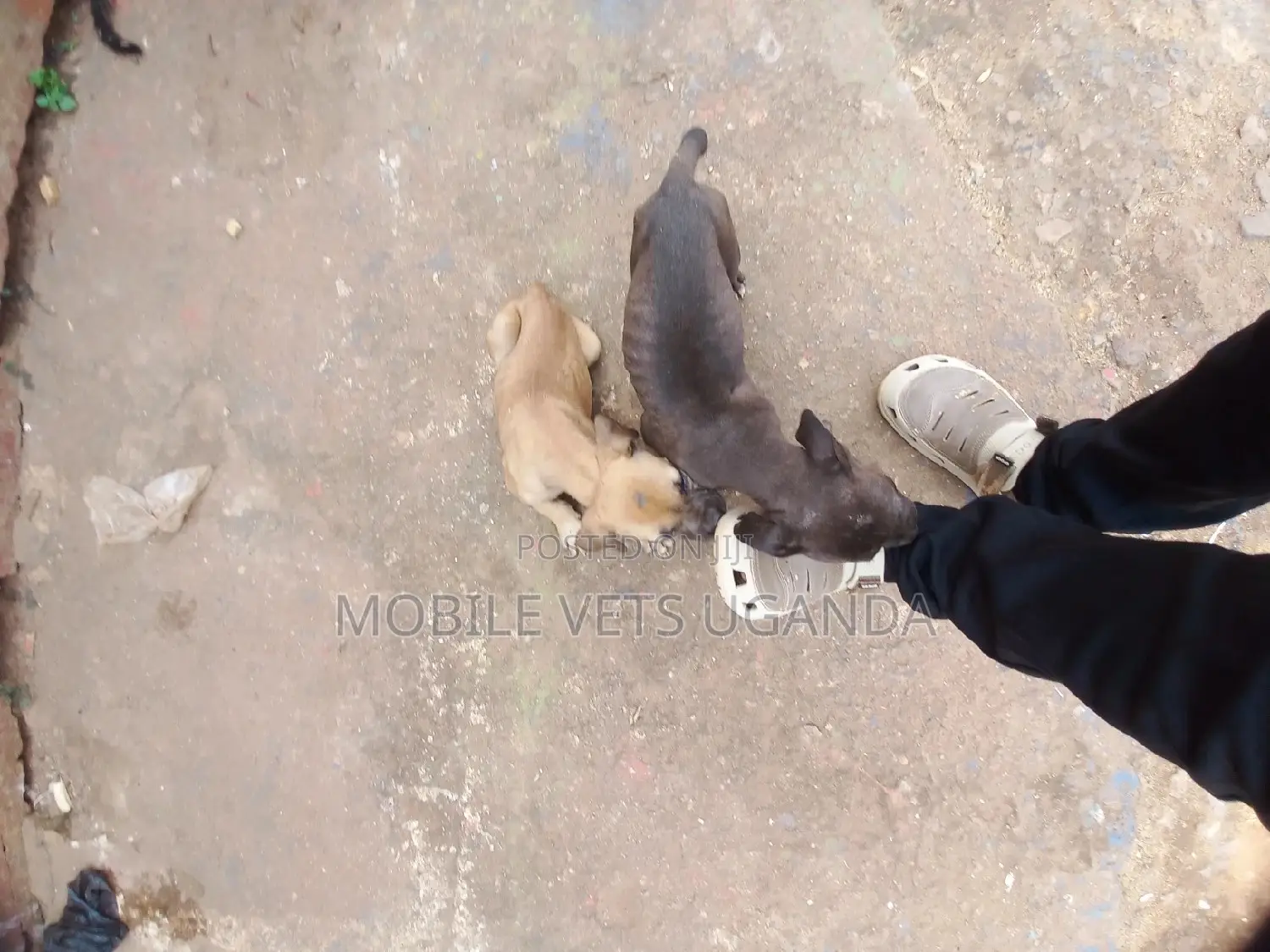 3-6 months Male Purebred Boerboel