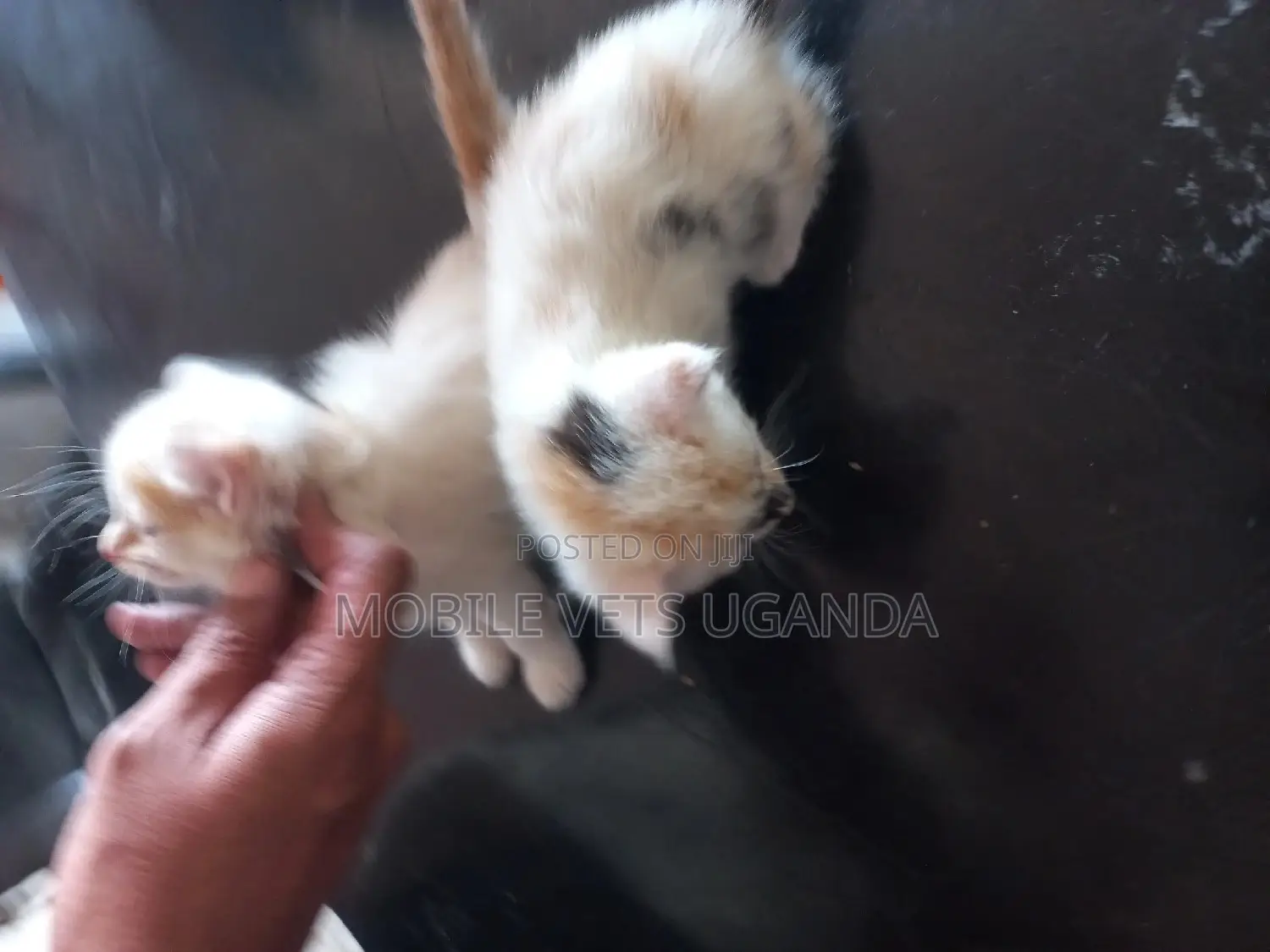 0-1 month Male Purebred American Wirehair