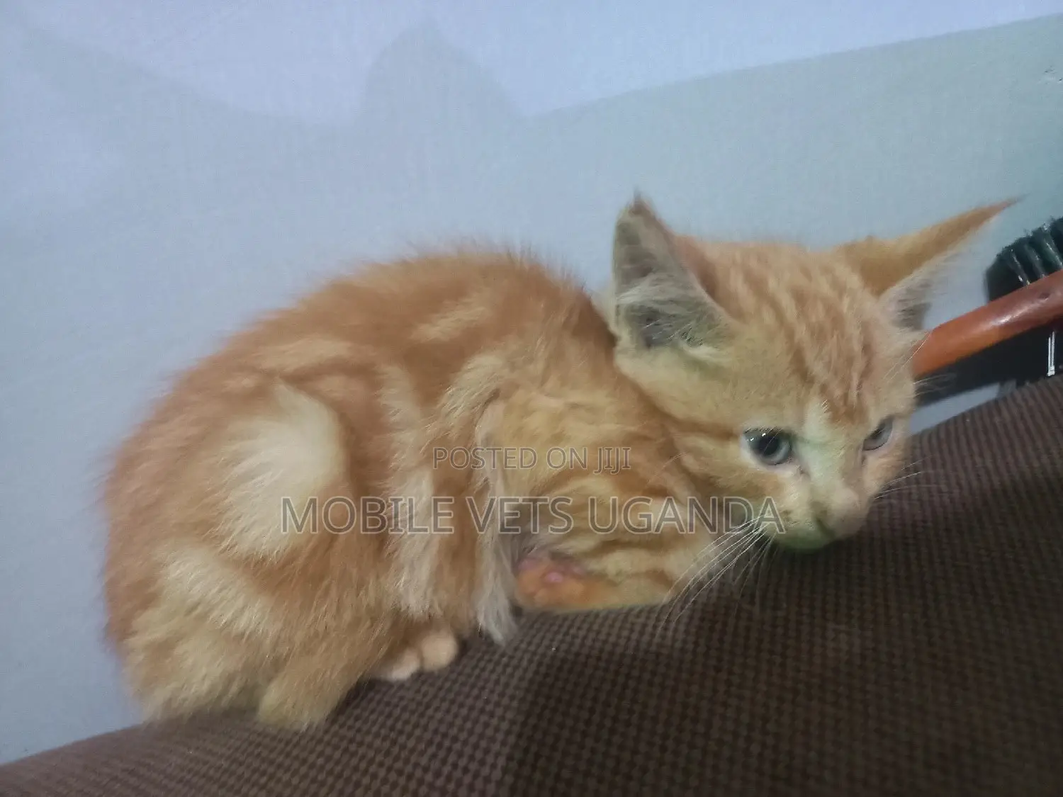 0-1 month Female Purebred Burmilla