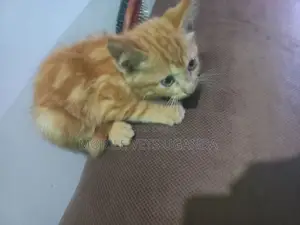 3-6 months Male Purebred American Bobtail