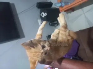 0-1 month Male Purebred Abyssinian