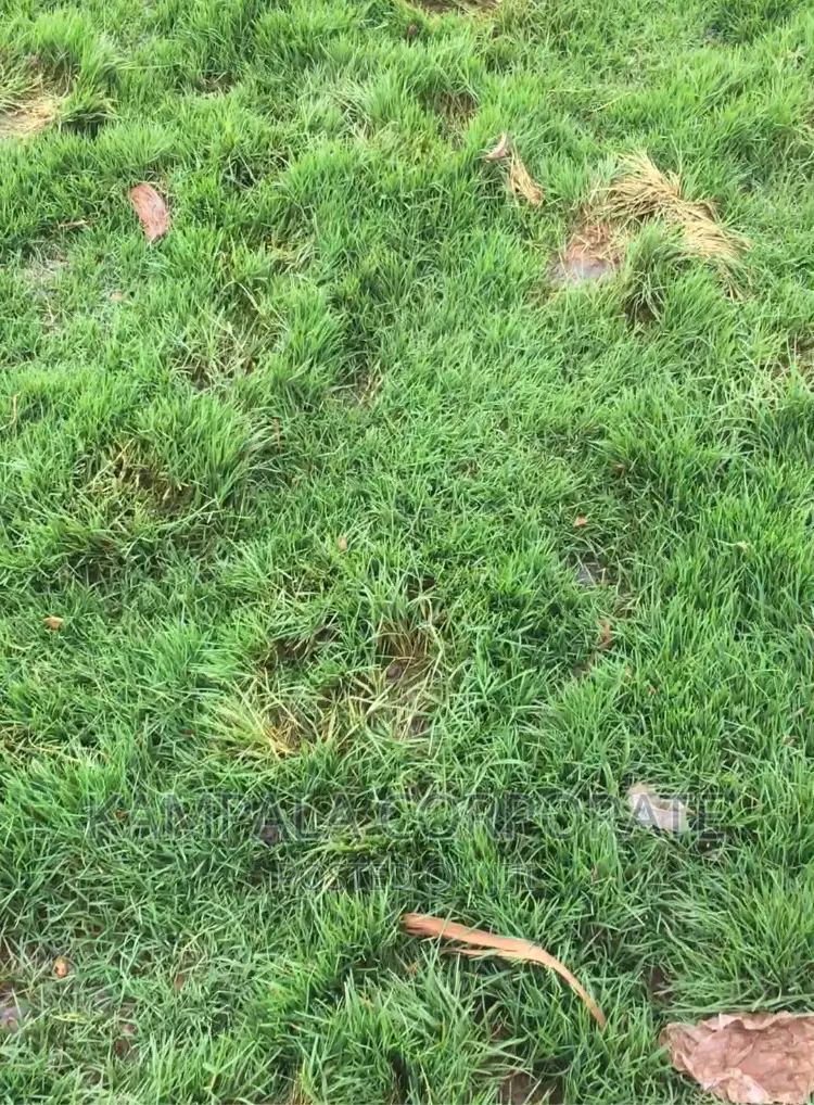 Paspalum Grass for Compound