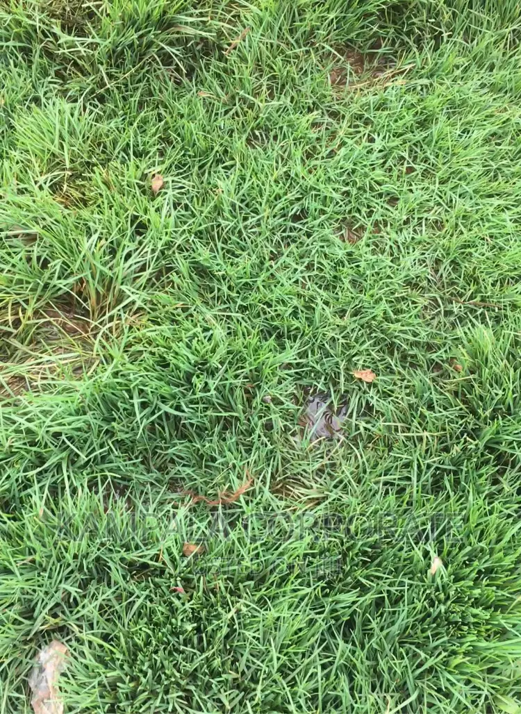 Paspalum Grass for Compound