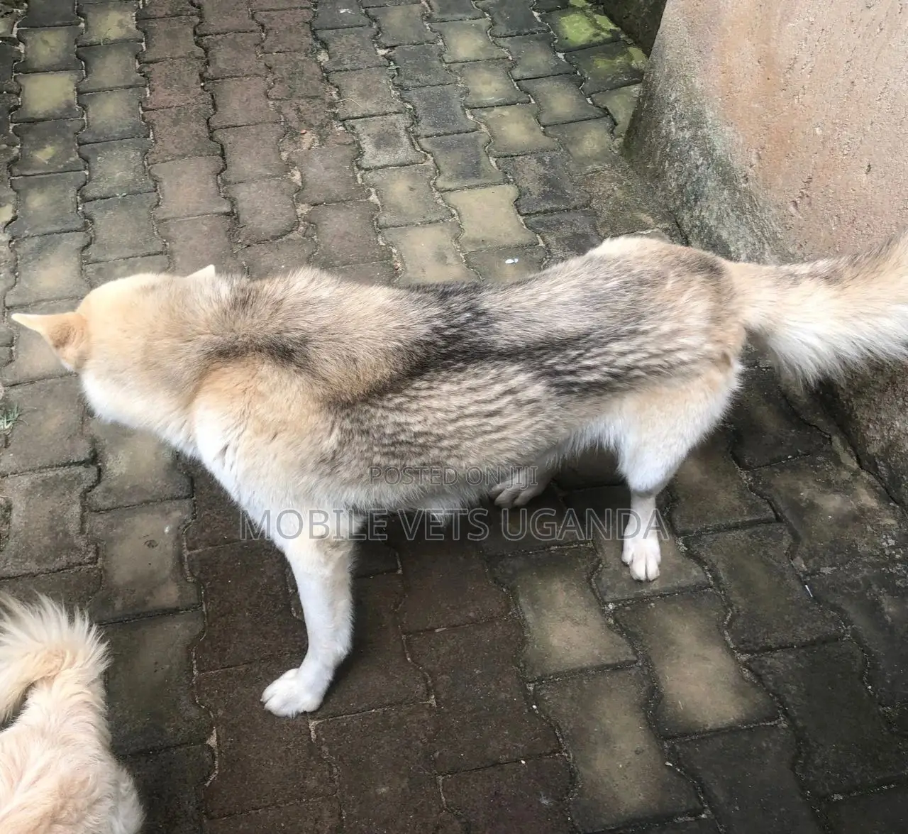 6-12 months Female Purebred Siberian Husky