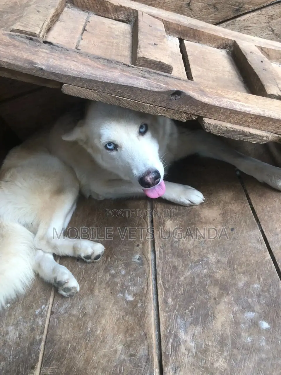 1+ year Male Purebred Siberian Husky