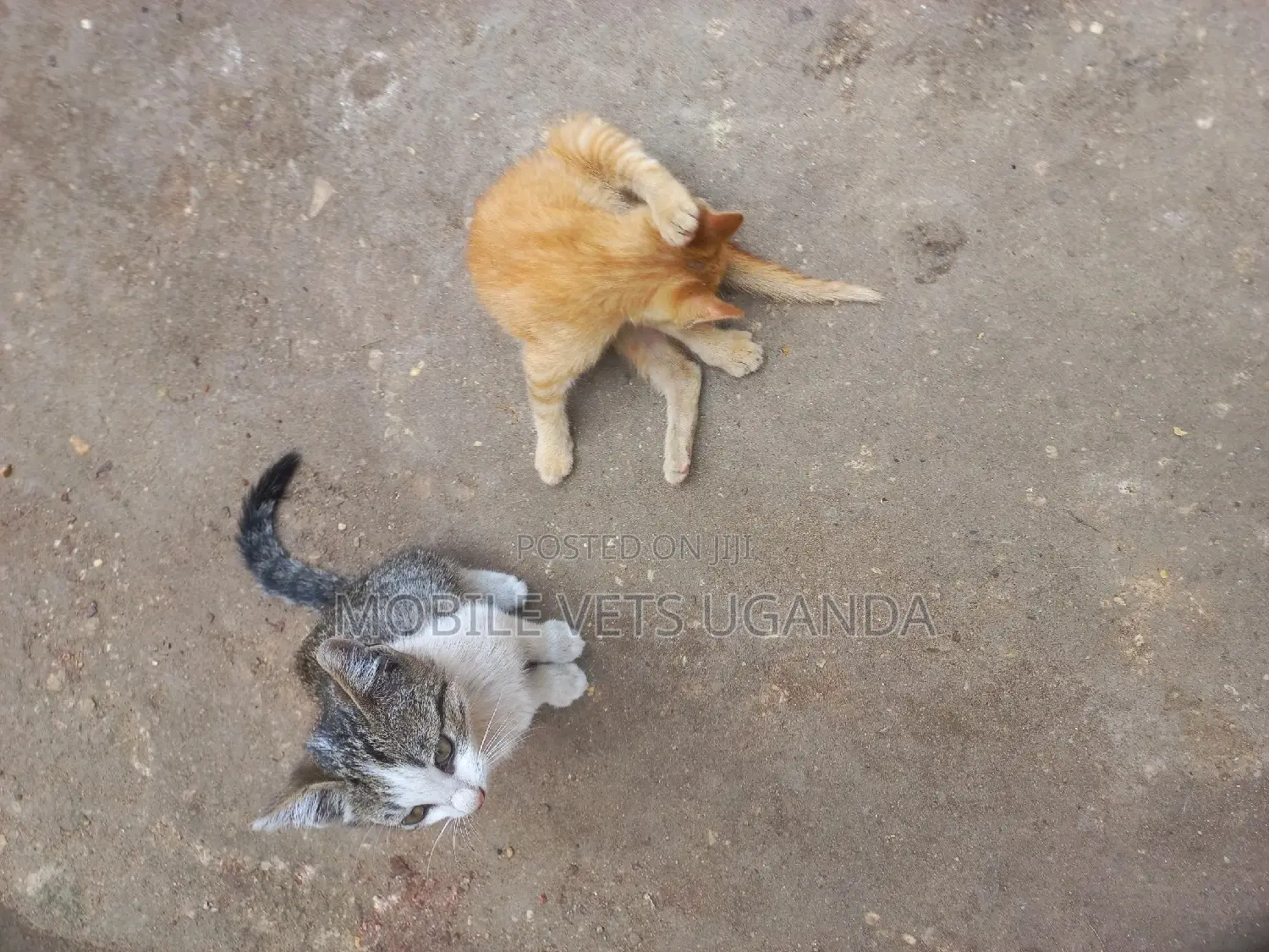0-1 month Female Purebred Abyssinian